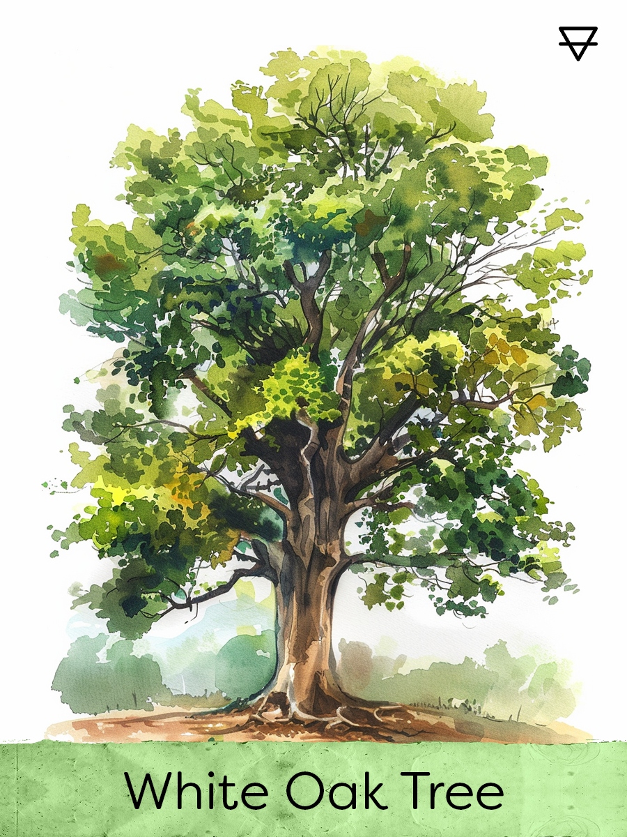 White Oak Tree β Earth, the foundation
